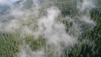 在美丽的云层中飞过松林的高山。鸟瞰