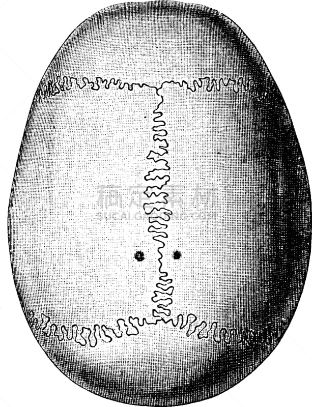 头骨,顶部,背的，脊的,白色,矢量,人,图像,雕刻图像,黑色,复古