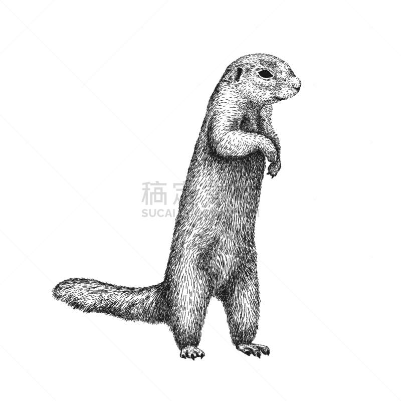 动物,草图,绘画插图,图像,松鼠,线条画,非洲松鼠,自然美,动物手,黑白图片