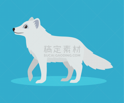 可爱的,北极狐,分离着色,阿拉斯加,挪威,外套,哈得森海湾,野生动物,肖像,霜