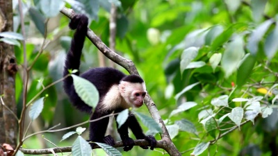 野生白脸Capuchin(Cebus Capucinus)猴子四处张望