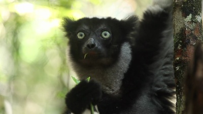 Indri lemur(indri indri