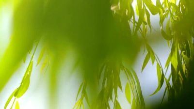 阳光下的柳叶