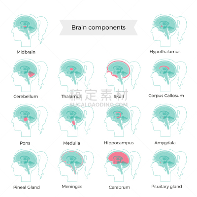 绘画插图,矢量,脑,计算机部件,有序,健康保健,侧面,中脑,背景分离,海马体