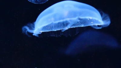 水母