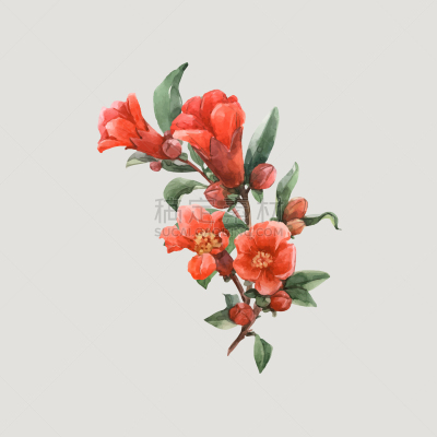 石榴,水彩画,华丽的,现代,春天,艺术品,花,绘制,作画,复古