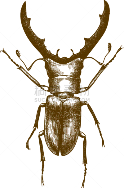 古董,雕刻图像,鹿角锹虫,生物学,野生动物,甲虫,Japanese Stag Beetle,圣甲虫,复古