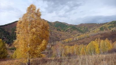 阿尔泰山桦树秋景