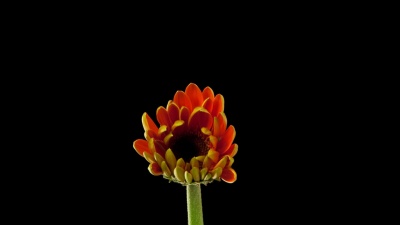 橙色雏菊延时