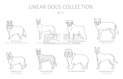 狗,白色,线条,扁平化设计,简单,分离着色,可爱的,纯种犬,梗犬,法兰德斯畜牧犬