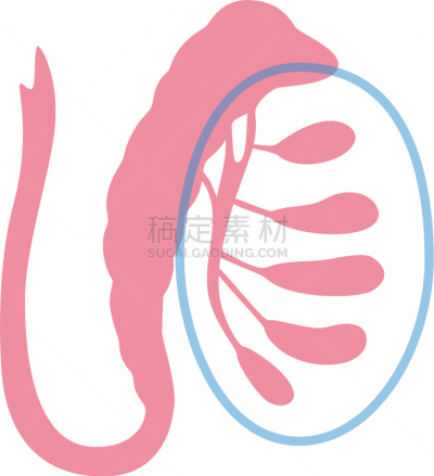 男性生殖系统,生物学,健康保健,睾丸,门诊部,品牌名称,人类的生殖器官,人类腺体,顺序
