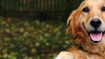 大自然中美丽的金毛猎犬