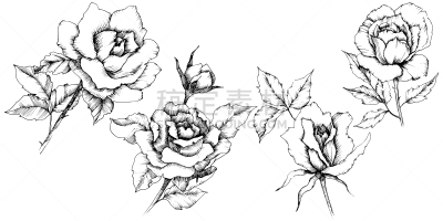 玫瑰,绘画插图,艺术,矢量,墨水,雕刻图像,分离着色,黑白图片,背景分离,纺织品