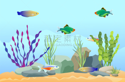 石头,海草,鱼缸,鱼类,水下,性格,渔业,自然,宠物,游泳
