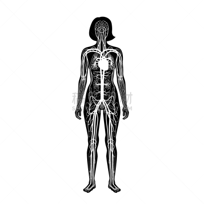 心血管系统,生物学,健康保健,人,女人,主动脉,矢量,儿童,毛细血管