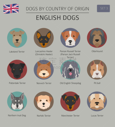 狗,英格兰,非都市风光,信息图表,纯种犬,肖像,赛特种猎狗,牛头梗