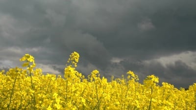 特写 在暴风雨的日子里，令人惊叹的黄色油菜在农田里开花。