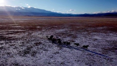 野马群在草地上奔跑空中飞过冬季草原雪天野生生活美丽的动物骏马奔跑日落冒险自由生态概念