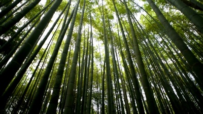 竹林的低角度平移视图