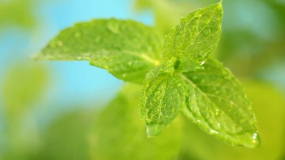 新鲜薄荷