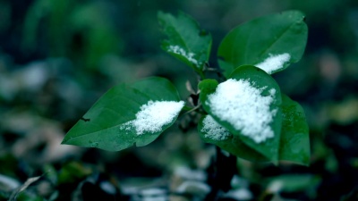树上早雪了。结了霜的绿叶。关闭视频