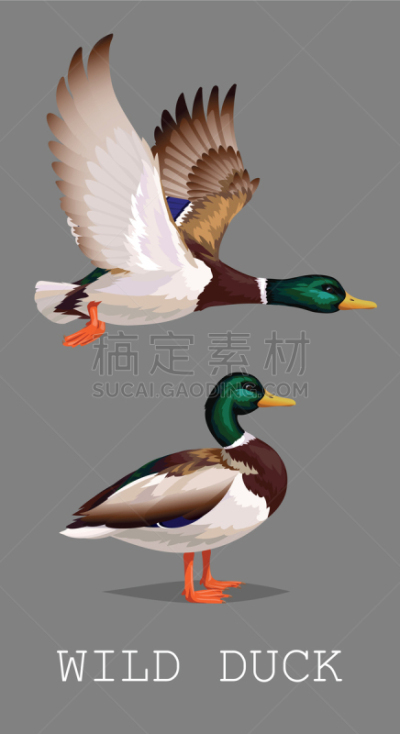 鸭子,公鸭,野外动物,博客,野生动物,文章,动物,鸟类,站,飞