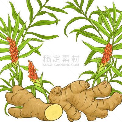 生姜,边框,蔬菜,清新,香料,印度草医学,食品,植物群,绘制,花