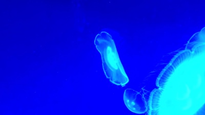 水族馆 月亮水母