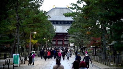 秋天在日本奈良公园。