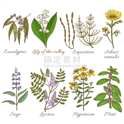 绘画插图,矢量,动物手,草药,顺势医学,健康保健,圣约翰草,背景分离,甘草糖,药