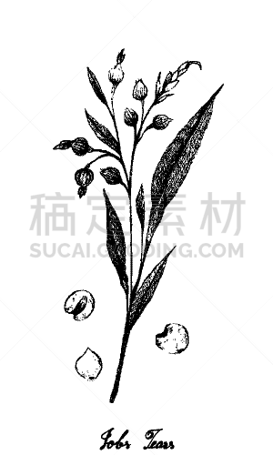 职业,扯开,动物手,白色,蔬菜,大麦,背景分离,食品,泰国,成分