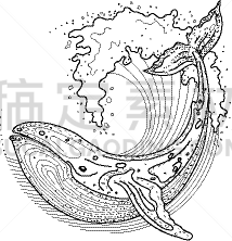 鲸,圆形,海浪,波形,白色,自然,海洋生命,海洋,喷