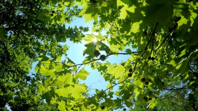 阳光在森林