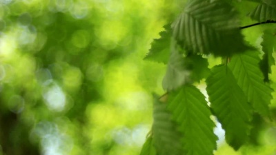 树皮质地