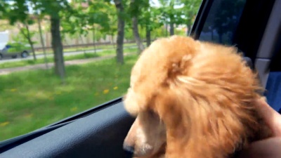 小狗贵宾犬把头伸出敞开的车窗。