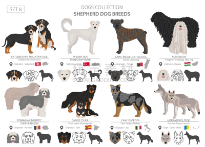 狗,牧羊人,分离着色,可爱的,农业,纯种犬,牧羊犬,阿卡巴士犬,收集,放牧