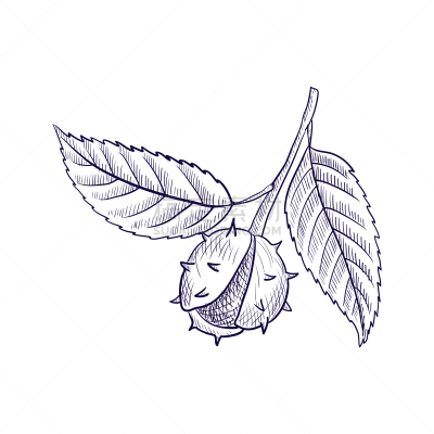 栗树,绘画插图,枝,矢量,食品,环境,环境保护,成分,园林,植物