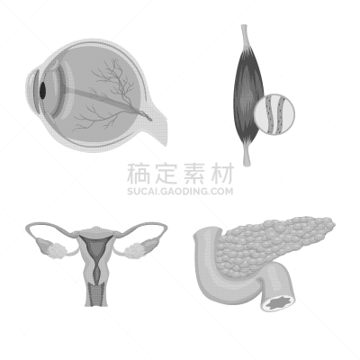 人,分离着色,计算机图标,一个物体,人类的生殖器官,卵巢,内分泌系统,收集