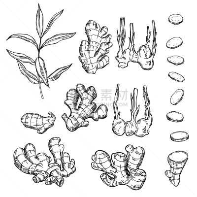 生姜,根部,叶子,蔬菜,健康保健,清新,自然界的状态,药,香料,食品