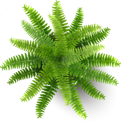 蕨类,锅,顶部,看风景,植物,华丽的,清新,简单背景,花盆,植物群