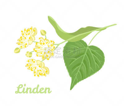健康保健,欧锻树,植物,绘画插图,卡通,草本,叶子,矢量,绿色