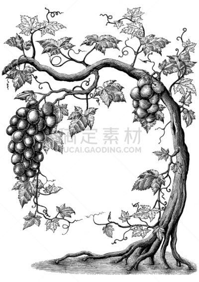 葡萄,雕刻图像,动物手,古老的,葡萄园,清新,古董,复古,绘制,树