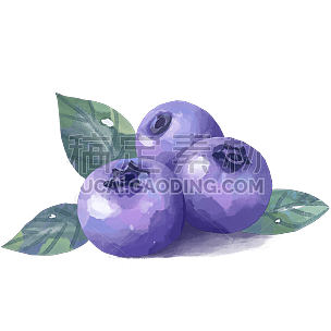 水果插画-蓝莓