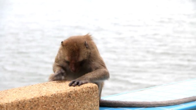 猴子翻越海洋背景。