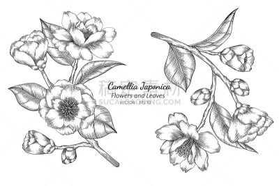 茶花,叶子,绘画插图,线条画,白色背景,轮廓,自然,华丽的,花
