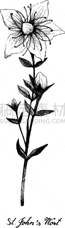 有疣的,植物,黄色,图像,矢量,草本,花朵,毛莨科,绘制,花