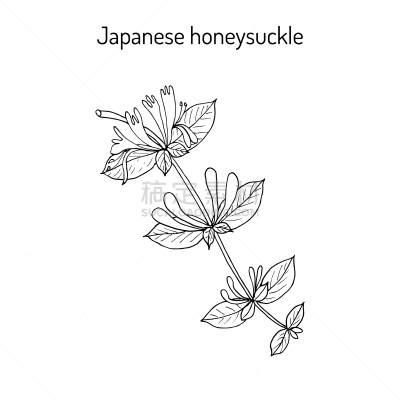 茶花,忍冬,草药,生物学,华丽的,健康保健,清新,植物群,花