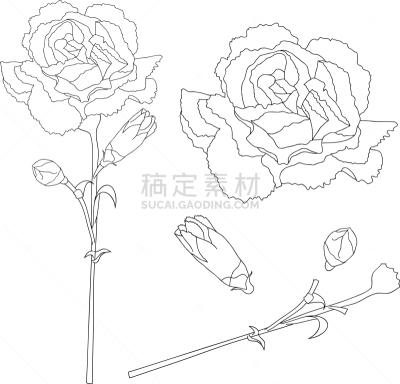 轮廓,康乃馨,东方人,白昼,春天,白色,黑色,式样,花