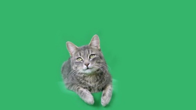 会说话的猫
