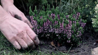 移栽植物